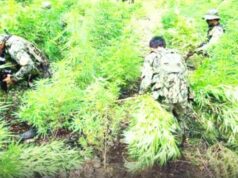 P64M marijuana nasamsam sa Cordillera nitong Hunyo