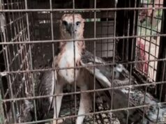 Philippine Eagle nasagip sa Camarines Norte