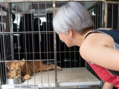 Manila Zoo kinondena ng PETA sa pagkulong sa baby lion