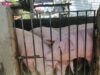 500 baboy pinatay sa bayan ng San Enrique vs ASF