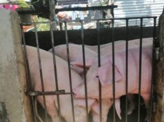 500 baboy pinatay sa bayan ng San Enrique vs ASF