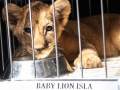 Manila Zoo may bagong baby lion