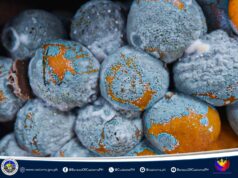 Iligal na pagpasok ng higit P8M imported oranges sa bansa, naharang ng BOC