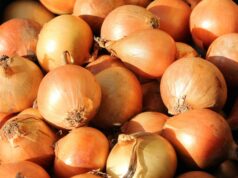 PH mag-aangkat ng 16,000 MT yellow onions