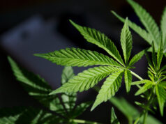 800 marijuana, winasak sa Bukidnon