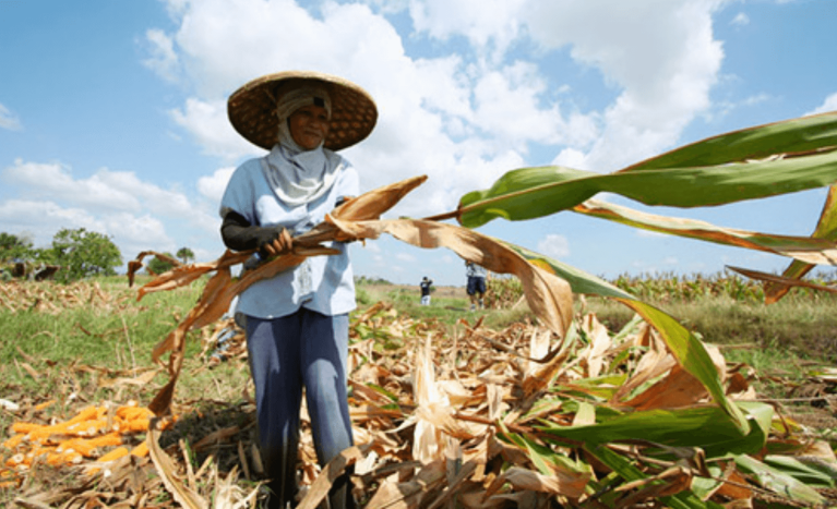 Corn procurement sinisilip ng NFA para tumulong sa mga magsasaka sa ...