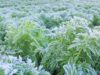 Mas mahinang frost inaasahan ng PAGASA sa Cordillera dahil sa El Niño