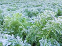 Mas mahinang frost inaasahan ng PAGASA sa Cordillera dahil sa El Niño