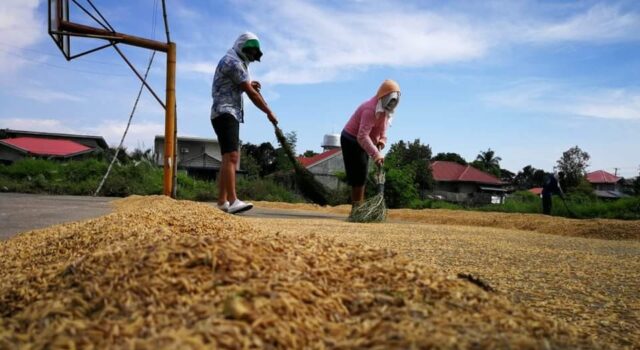 P1.07-B pinsala sa palay, wa-epek sa presyo ng bigas — DA