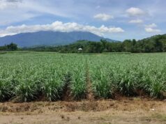 Pag-amyenda sa SIDA, isinusulong sa Kamara para sa pagpapalakas ng industriya ng asukal