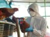 Poultry import ban sa Israel at South Dakota, kinalos na ng Pinas