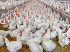 Cotabato idineklarang bird flu-free