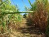 17,000 ektarya ng tubuhan, pineste sa NegOr; State of calamity, ipinatupad