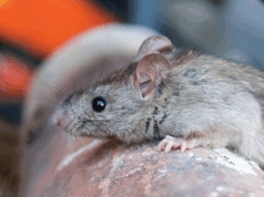 Kaso ng leptospirosis sa Maynila tumaas