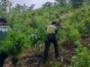 P7.2M marijuana binunot, sinunog sa Mt. Province