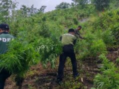P228M marijuana winasak sa Kalinga