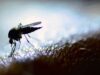Climate change, nagpapalawak ng mga mosquito-borne diseases – siyentipiko