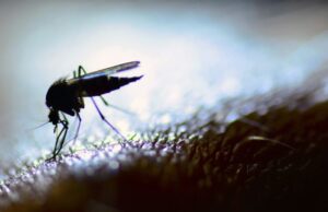 Climate change, nagpapalawak ng mga mosquito-borne diseases – siyentipiko