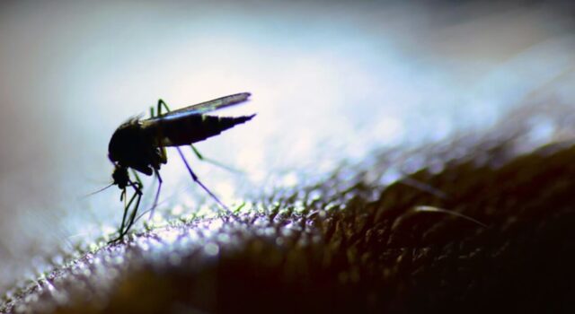 Albay isinailalim sa State of Calamity dahil sa dumaraming kaso ng dengue