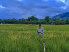 P350M cash aid ipamamahaig sa 34,000 magsasaka sa Isabela na hagip ng tagtuyot