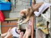 Mas mabigat na parusa vs animal abuse isinusulong sa Kamara