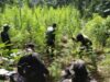 P2.19-M tanim na marijuana, binunot sa Ilocos Sur-Benguet border