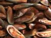 BFAR nagbabala sa red tide sa Leyte
