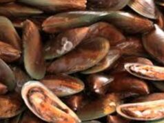 Red tide ibinabala sa katubigan ng Samar, Biliran