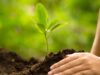 4 milyong puno itinanim sa Philippine Arbor Day