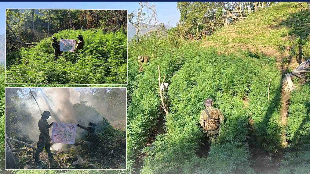P69M marijuana sa Benguet winasak ng PNP sa loob ng isang linggo ...