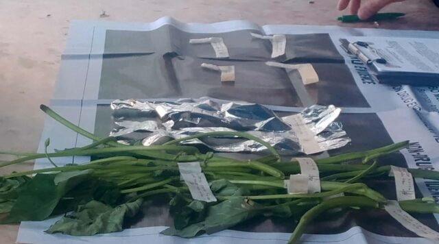 KANGKONG 2