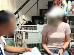 Estapadora tiklo sa Pasay