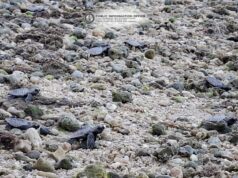 94 pawikan hatchlings pinakawalan sa Puerto Galera