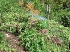 P162M marijuana sa Kalinga, nadiskubre