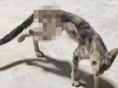 Pusa binuhusan ng kumukulong tubig; animal rights advocates pumalag