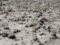 Mga sakahan sa Albay nalubog sa ashfall ng Mayon; libu-libong magsasaka apektado