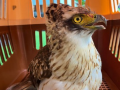 Philippine serpent eagle, nailigtas sa Kidapawan