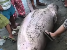 Patay na dugong, natagpuan sa baybayin ng Iloilo