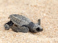 70 olive ridley turtle hatchlings, ligtas na ipinabalik sa dagat sa Zamboanga del Sur