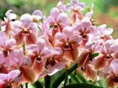 Waling-waling ipinadedeklarang national orchid ng Pilipinas