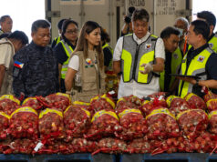 DA igigisa sa pag-aangkat ng P86M sibuyas kahit anihan; ‘Pinoy farmers, lugi’