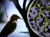 Australia, nakapagtala ng unang kaso ng H5 bird flu