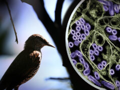 Australia, nakapagtala ng unang kaso ng H5 bird flu