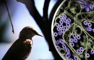 Australia, nakapagtala ng unang kaso ng H5 bird flu