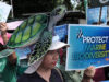Mga mangingisda, environmental groups, nanawagan ng mas matibay na proteksyon sa karagatan sa World Oceans Day