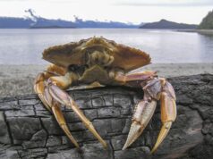 Pag-angkat ng crab meat mula Pinas, sinuspinde ng US