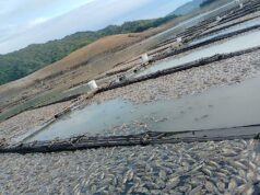 1,200 fish cage sapul ng malawakang fish kill sa Magat Dam