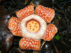 Samar Rafflesia, muling nakita matapos ng 15 taon