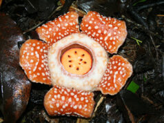 Samar Rafflesia, muling nakita matapos ng 15 taon