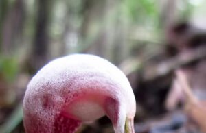 Bagong uri ng orchid natuklasan sa Mt. Apo